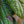 Load image into Gallery viewer, Leatherleaf Viburnum - Viburnum - Shrubs