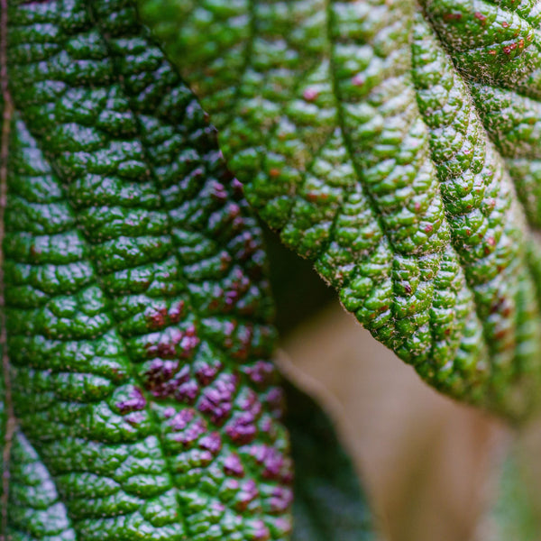 Leatherleaf Viburnum