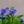 Load image into Gallery viewer, Victoria Blue Forget-Me-Not
