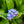 Load image into Gallery viewer, Victoria Blue Forget-Me-Not