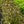 Load image into Gallery viewer, Vinho Verde Weigela