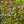 Load image into Gallery viewer, Vinho Verde Weigela