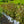 Load image into Gallery viewer, Vinho Verde Weigela