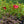 Load image into Gallery viewer, Vintage Wine Hibiscus