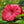 Load image into Gallery viewer, Vintage Wine Hibiscus