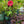 Load image into Gallery viewer, Vintage Wine Hibiscus