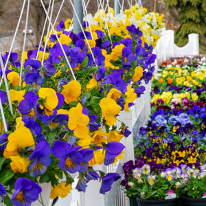 Pansy Cool Wave Hanging Basket
