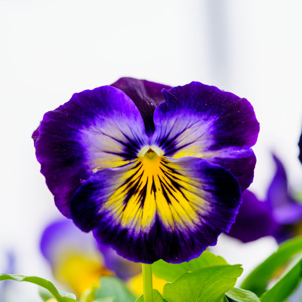 Cool Weather Spring Combo