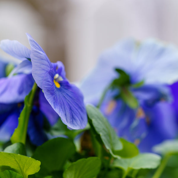 Cool Weather Spring Combo