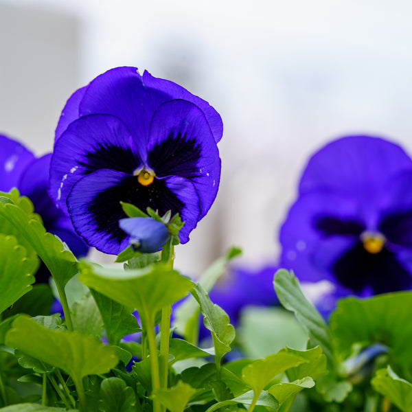 Cool Weather Spring Combo