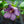 Load image into Gallery viewer, Violet Satin Rose of Sharon
