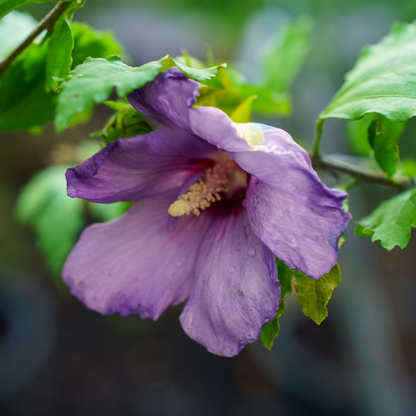 Violet Satin Rose of Sharon