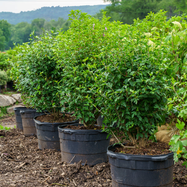 Violet Satin Rose of Sharon