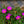 Load image into Gallery viewer, Wheels of Wonder Violet Wonder Ice Plant
