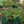 Load image into Gallery viewer, Wheels of Wonder Violet Wonder Ice Plant