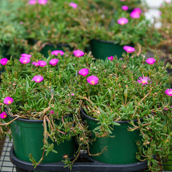 Wheels of Wonder Violet Wonder Ice Plant