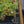 Load image into Gallery viewer, Wheels of Wonder Violet Wonder Ice Plant