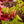 Load image into Gallery viewer, Viridis Laceleaf Japanese Maple - Japanese Maple - Japanese Maples