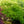 Load image into Gallery viewer, Viridis Laceleaf Japanese Maple - Japanese Maple - Japanese Maples