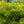 Load image into Gallery viewer, Viridis Laceleaf Japanese Maple - Japanese Maple - Japanese Maples