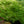 Load image into Gallery viewer, Viridis Laceleaf Japanese Maple - Japanese Maple - Japanese Maples