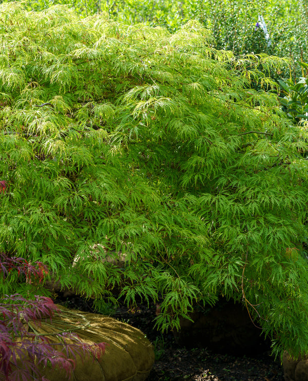 Viridis Laceleaf Japanese Maple - Japanese Maple - Japanese Maples
