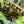 Load image into Gallery viewer, Viridis Laceleaf Japanese Maple - Japanese Maple - Japanese Maples