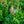 Load image into Gallery viewer, Vision in Pink Chinese Astilbe