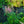 Load image into Gallery viewer, Vision in Pink Chinese Astilbe