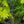 Load image into Gallery viewer, Vitifolium Full Moon Japanese Maple - Japanese Maple - Japanese Maples