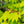 Load image into Gallery viewer, Vitifolium Full Moon Japanese Maple - Japanese Maple - Japanese Maples
