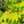 Load image into Gallery viewer, Vitifolium Full Moon Japanese Maple - Japanese Maple - Japanese Maples