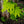 Load image into Gallery viewer, Vitifolium Full Moon Japanese Maple - Japanese Maple - Japanese Maples