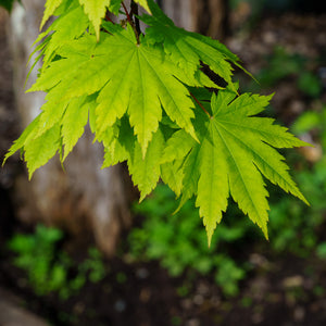 Vitifolium Full Moon Japanese Maple - Japanese Maple - Japanese Maples