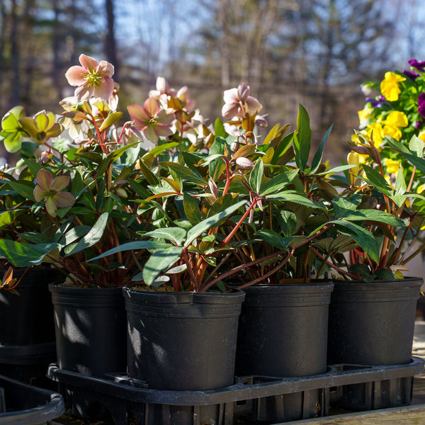 Viv Valeria Lenten Rose