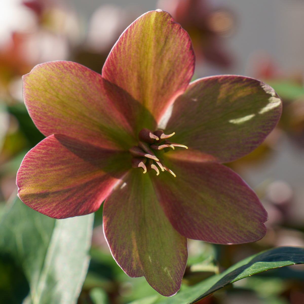 Viv Valeria Lenten Rose – Plant Detectives