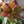 Load image into Gallery viewer, Viv Valeria Lenten Rose