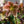 Load image into Gallery viewer, Viv Valeria Lenten Rose