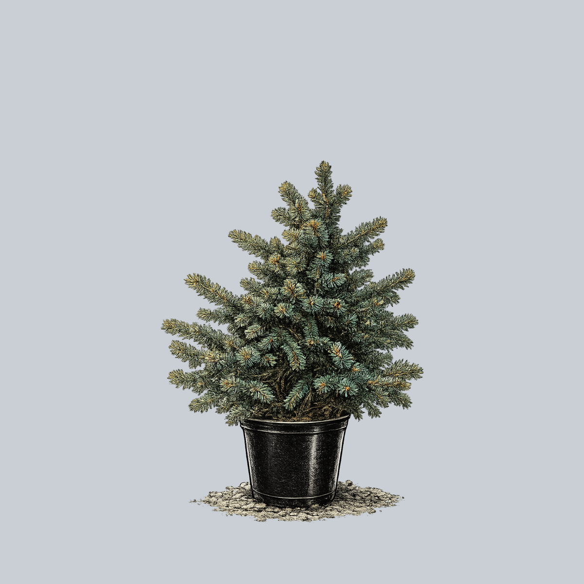 Waldbrunn Colorado Blue Spruce – Plant Detectives