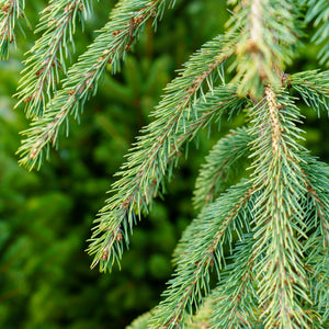 Weeping White Spruce - Spruce - Conifers
