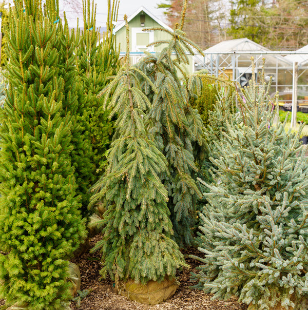 Weeping White Spruce - Spruce - Conifers