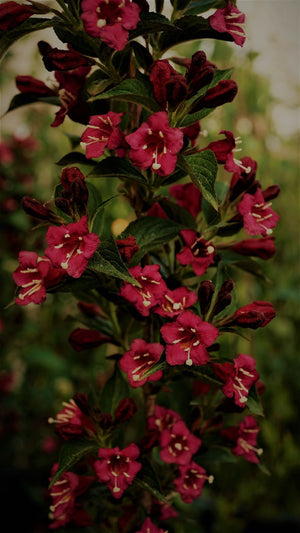 Weigela Red Flowers