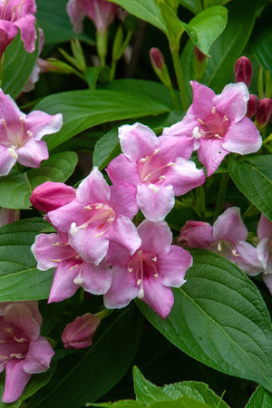 Weigela Pink Flowers Close