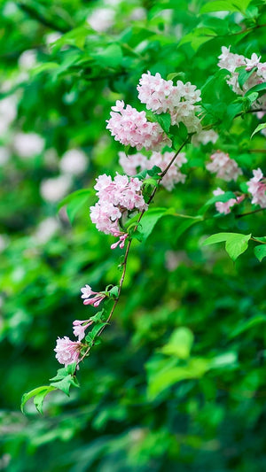 Weigela Pink Flowers