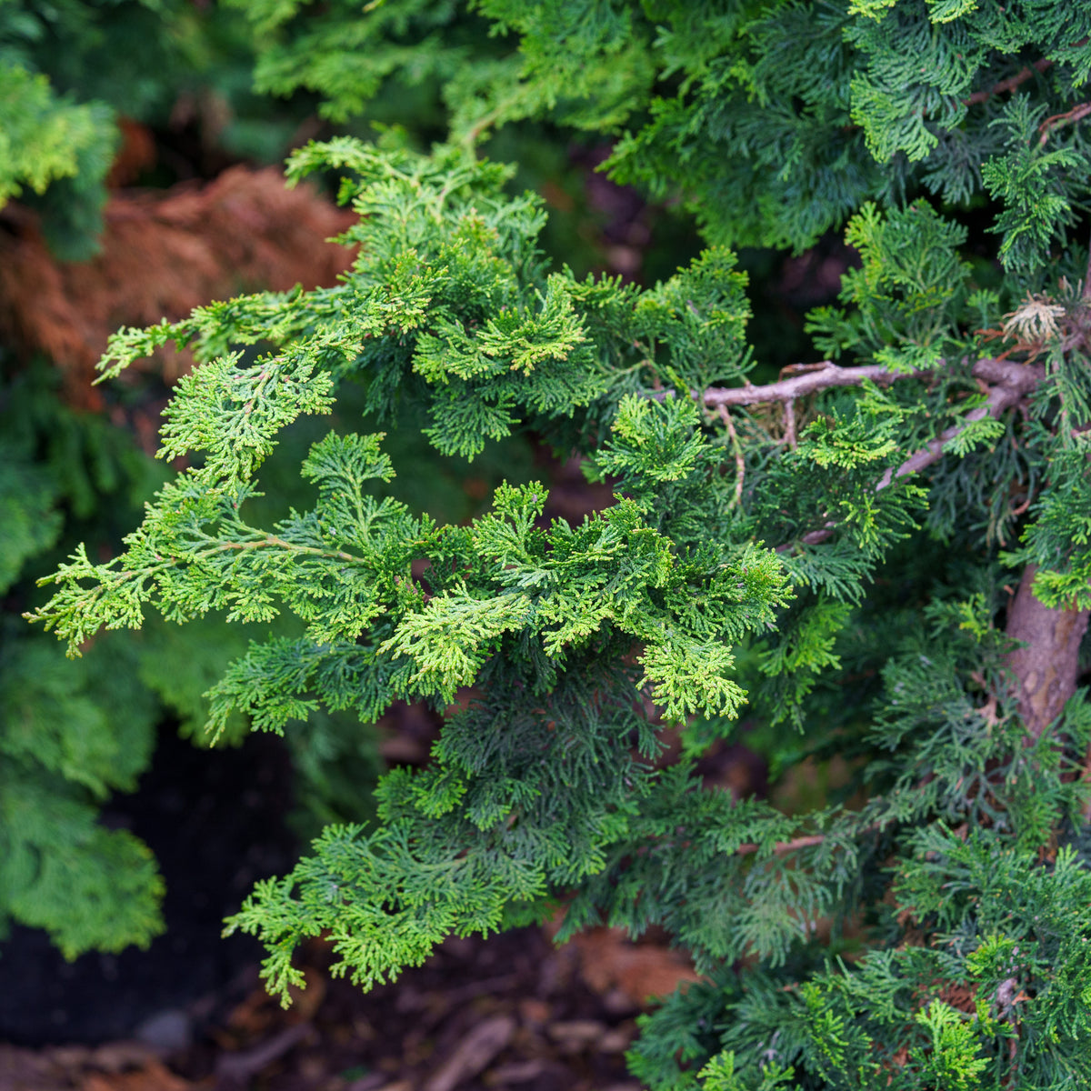 Wells Special Hinoki Cypress – Plant Detectives