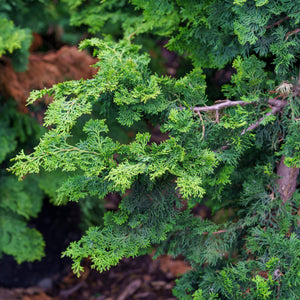 Wells Special Hinoki Cypress - Cypress - Conifers