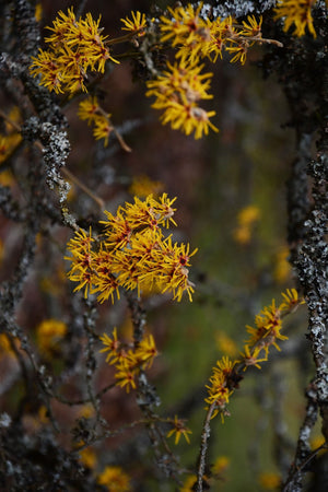 Yellow Witch Hazel