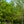 Load image into Gallery viewer, Willow Oak - Oak - Shade Trees