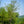 Load image into Gallery viewer, Willow Oak - Oak - Shade Trees