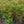 Load image into Gallery viewer, Walberton's Plumtastic Spirea